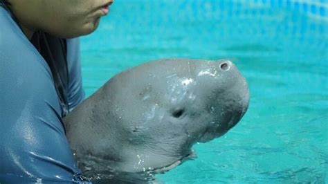 Young dugong found in Krabi dies after 18 days in .